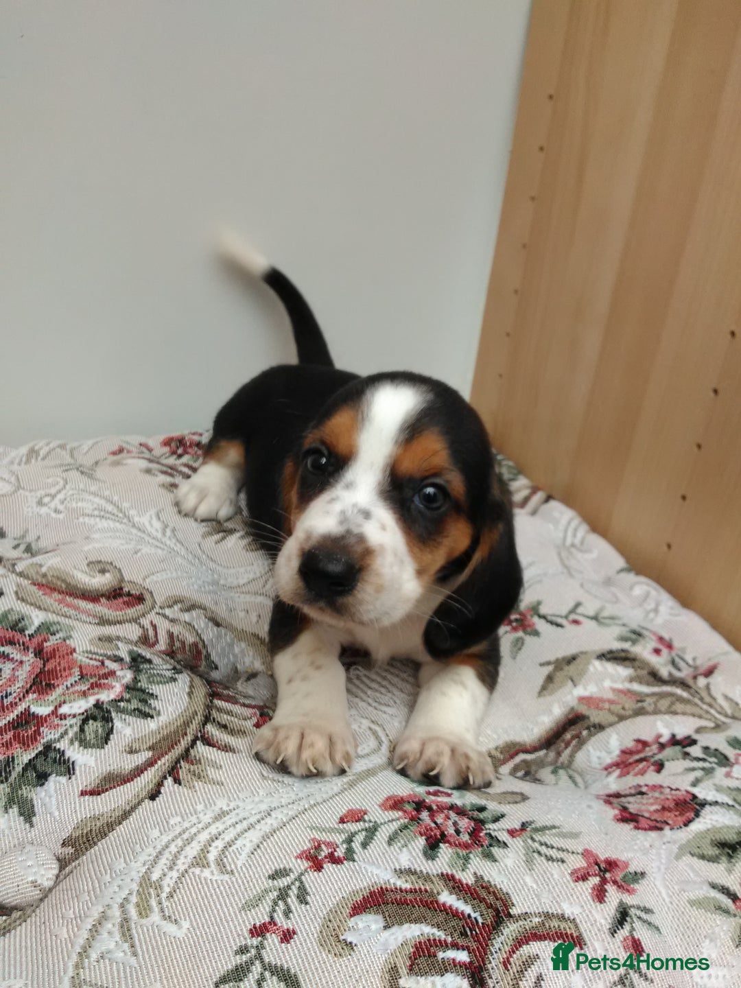 Basset Hound dogs for sale: Basset hound pups  - Image 4