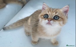 British Shorthair cats for sale:  **   ** : BSH Golden champion lines - Advert 15