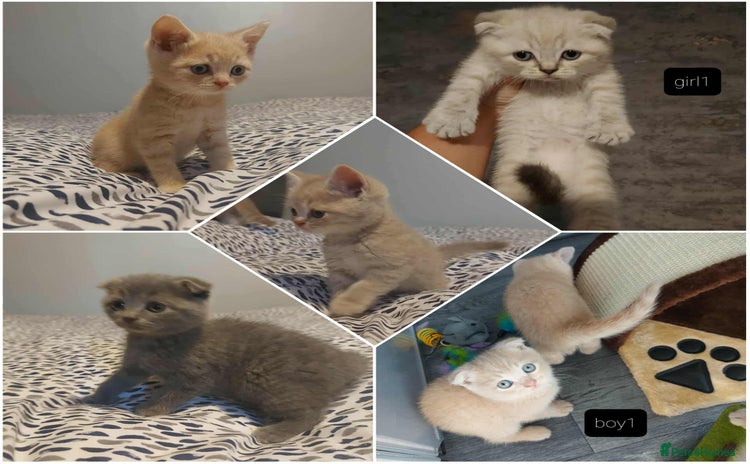 British Shorthair cats - Advert 1