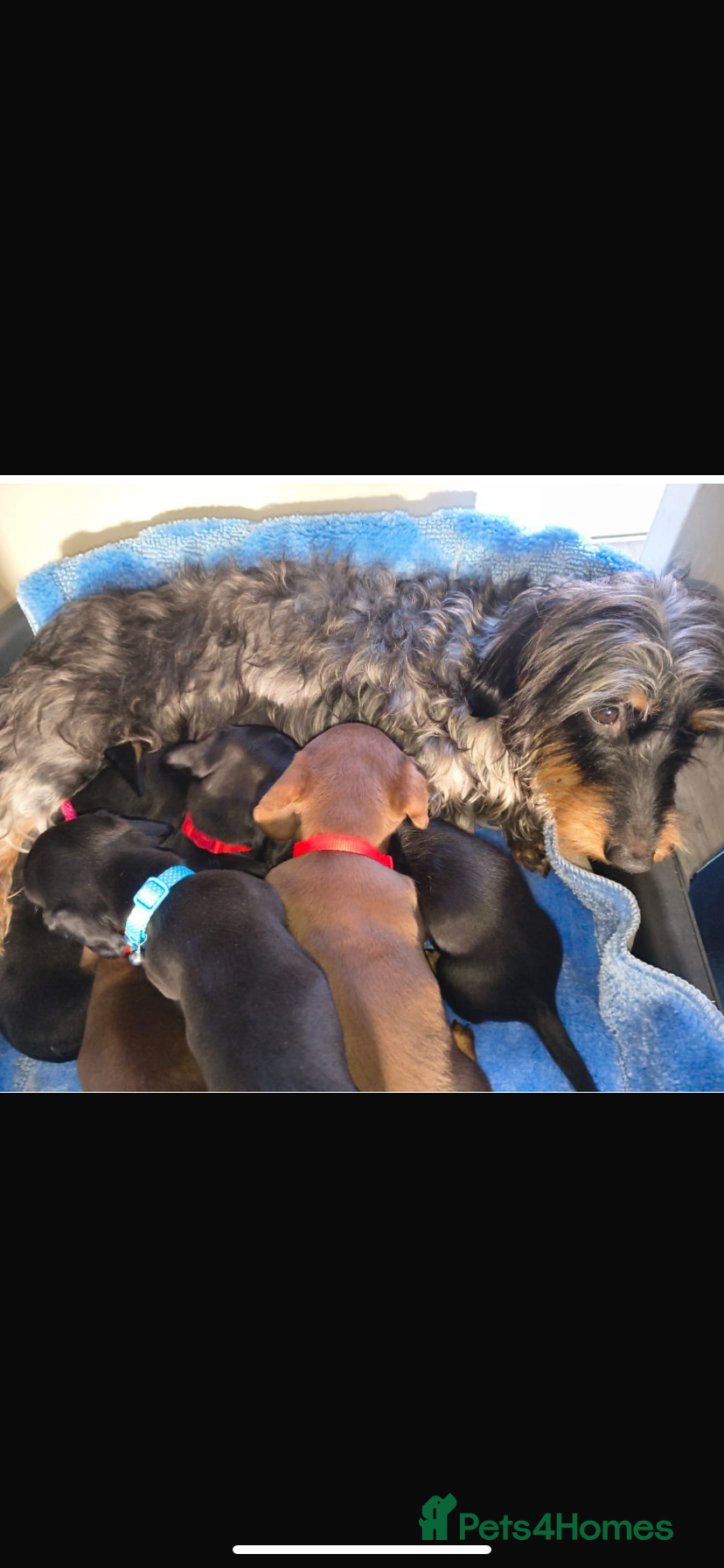 Dachshund dogs 6 miniature puppies for sale  - Advert 1