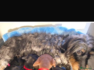 Dachshund dogs 6 miniature dauchund puppies for sale - Advert 5