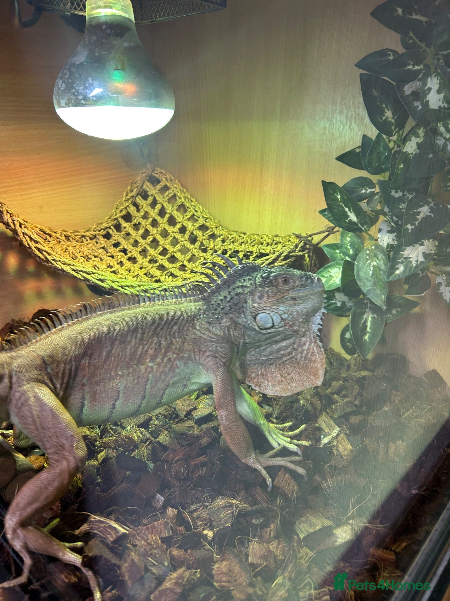 Iguana reptiles Iguana female with full settle - Advert 1
