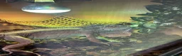 Iguana reptiles for sale: Iguana female with full settle - Advert 1