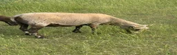 Sheep livestock for sale: Registered Shetland Sheep Ewes in Sheerness - Advert 2