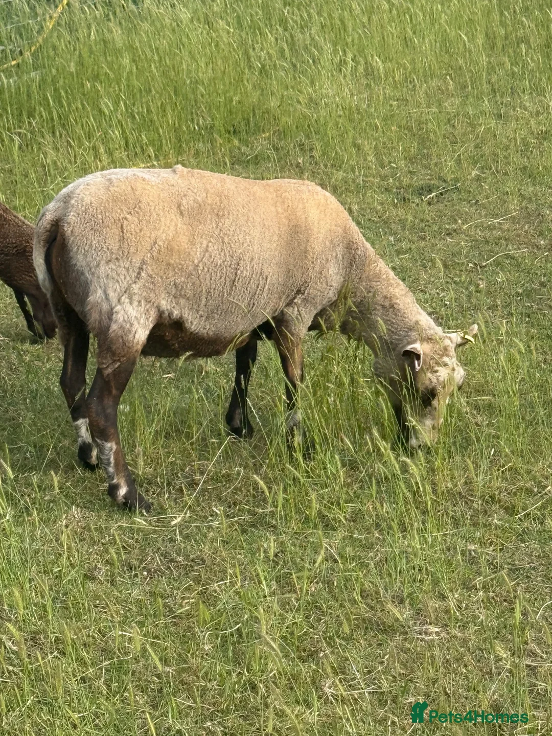 Sheep livestock for sale: Registered Shetland Sheep Ewes in Sheerness - Advert 2