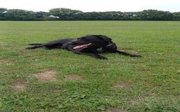 Labrador Retriever dogs for sale: Black female Labrador 9 months old - Trained - Image 4