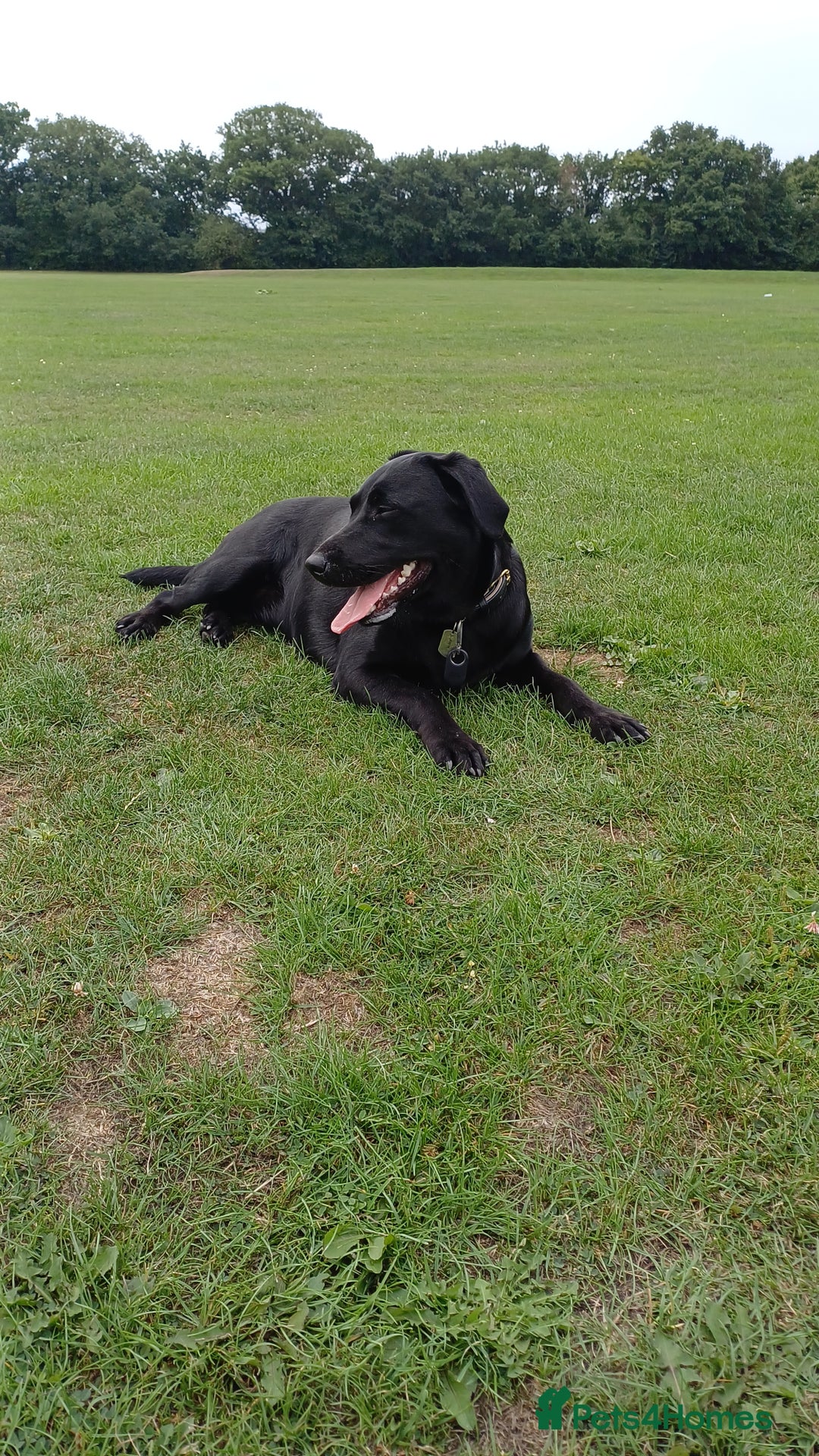 Labrador Retriever dogs for sale: Black female Labrador 9 months old - Trained - Image 4