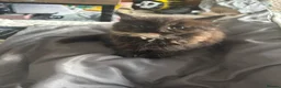 Mixed Breed cats for sale: Female tortashell long hair kitten 8 weeks  - Advert 2