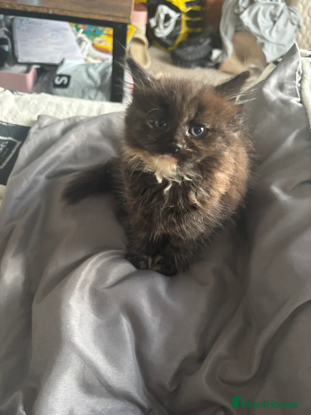 Mixed Breed cats for sale: Female tortashell long hair kitten 8 weeks  - Advert 2