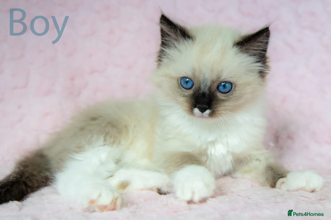 Ragdoll cats for sale: Stunning Ragdolls Ready Now. - Advert 14