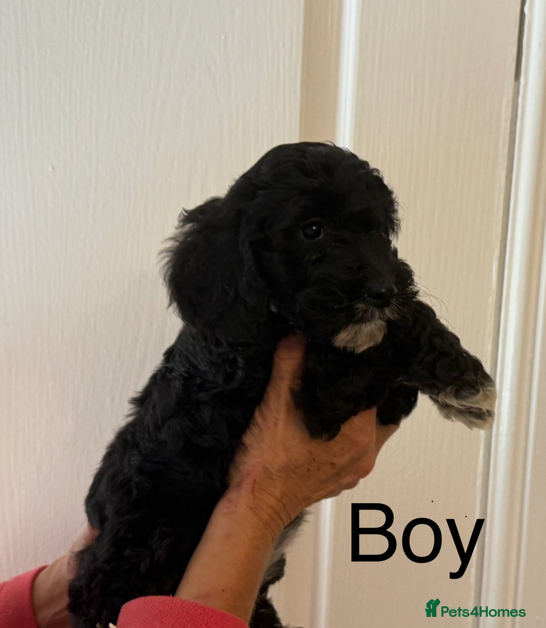 Cockapoo dogs for sale:  F1 Cockapoo puppies - Image 6