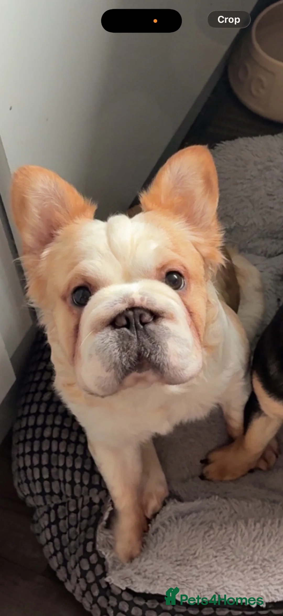 French Bulldog dogs for sale: French bulldogs  - Advert 2