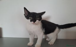 Domestic Shorthair cats for sale: 2 female kittens for sale - Image 20