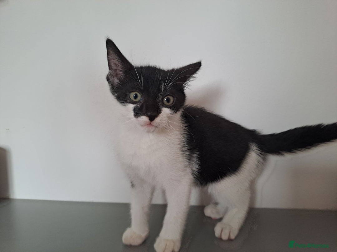 Domestic Shorthair cats for sale: 2 female kittens for sale - Image 20