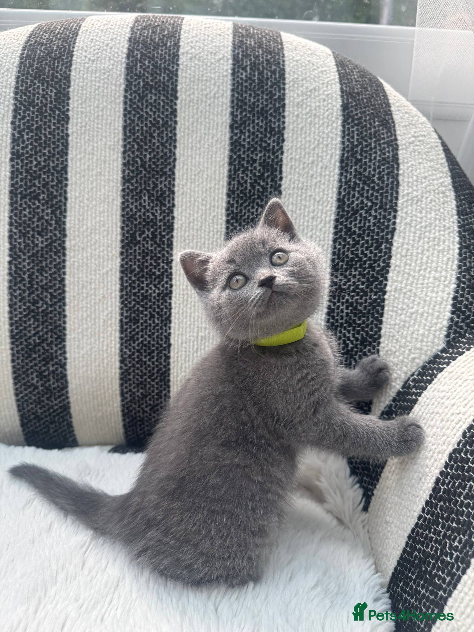 British Shorthair cats British Shorthair Kittens Blue - Advert 2