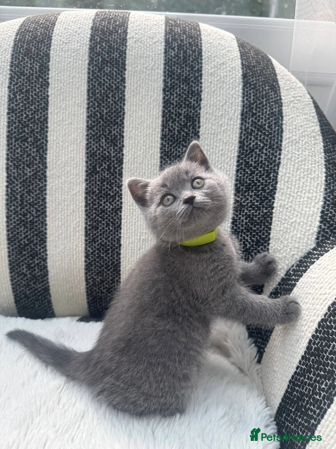 British Shorthair cats for sale: British Shorthair Kittens Blue - Advert 2