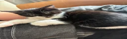 Mixed Breed cats for sale: Black and White Fluffy Male Kitten - Advert 12