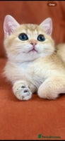British Shorthair cats British Shorthair Golden kitten GCCF - Advert 1
