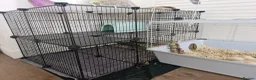 Guinea Pig rodents for sale: 2 Female Guinea Pigs, with cage and food setup - Advert 8