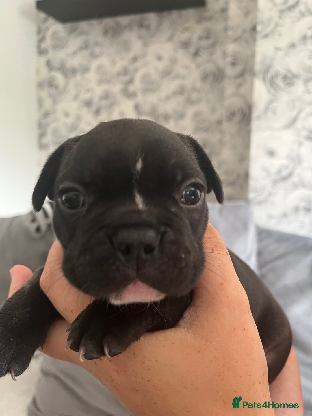 French Bulldog dogs for sale: french bull dog pups for sale - Image 2