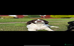 Sprocker dogs for sale: Sprocker Puppies Due - Image 5