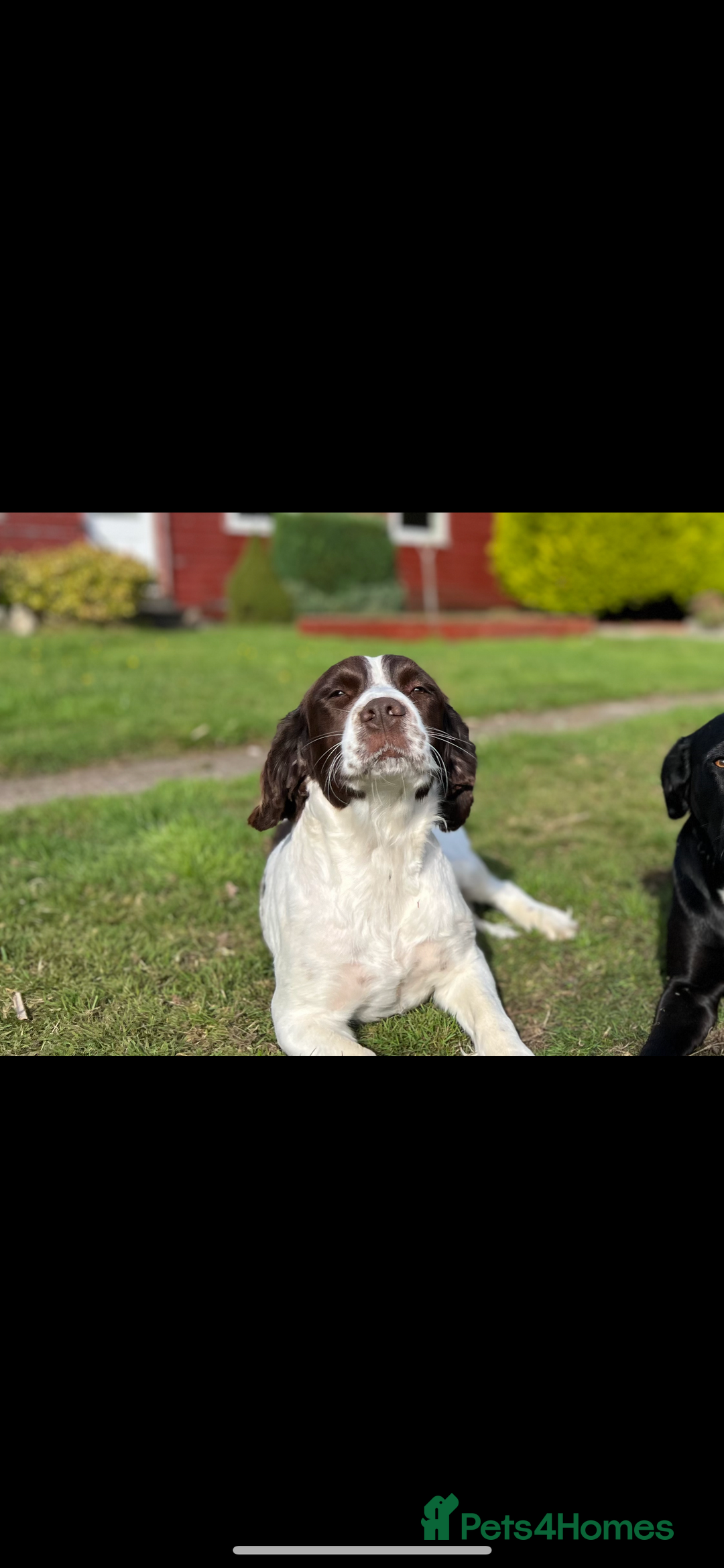 Sprocker dogs for sale: Sprocker Puppies Due - Image 5