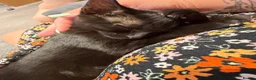 Domestic Shorthair cats for sale: All black girl kitten (Ozzy) - Advert 5