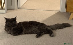 Maine Coon cats for sale: Maine Coon - Image 7