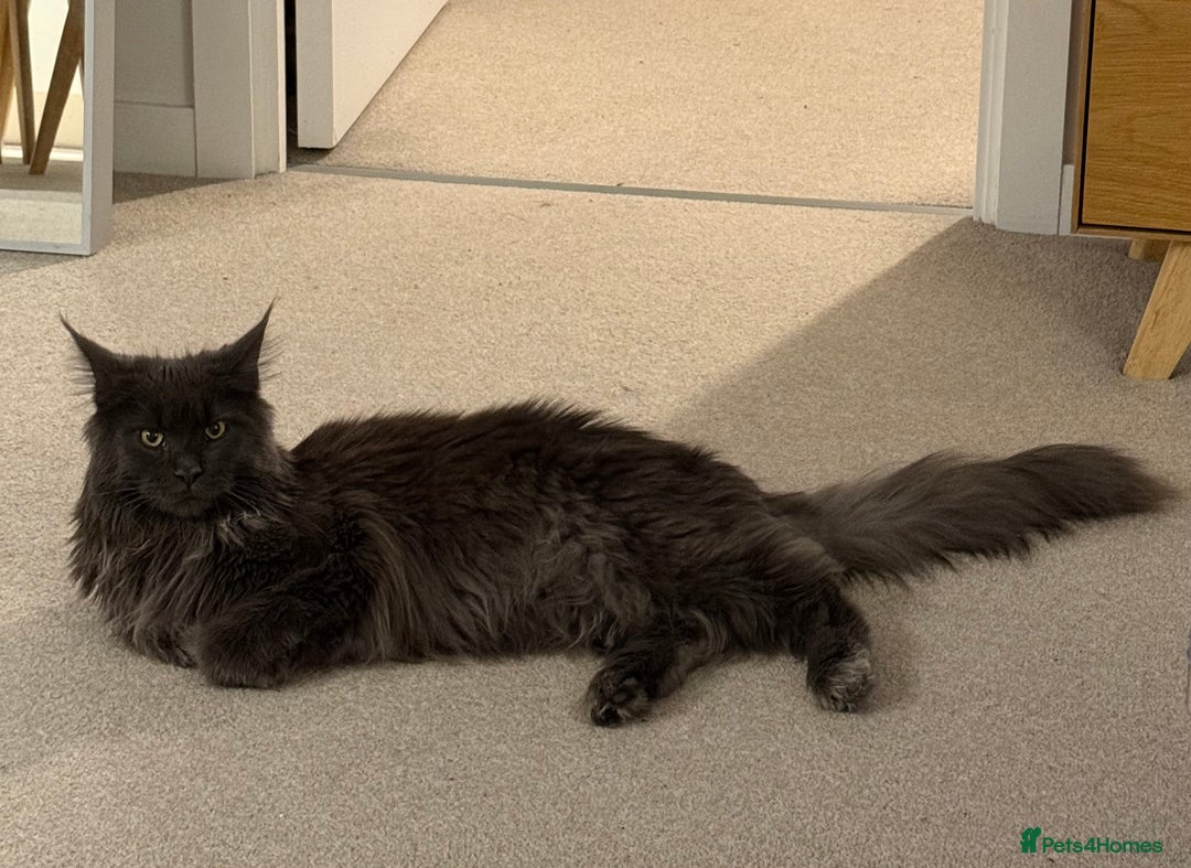 Maine Coon cats for sale: Maine Coon - Image 7