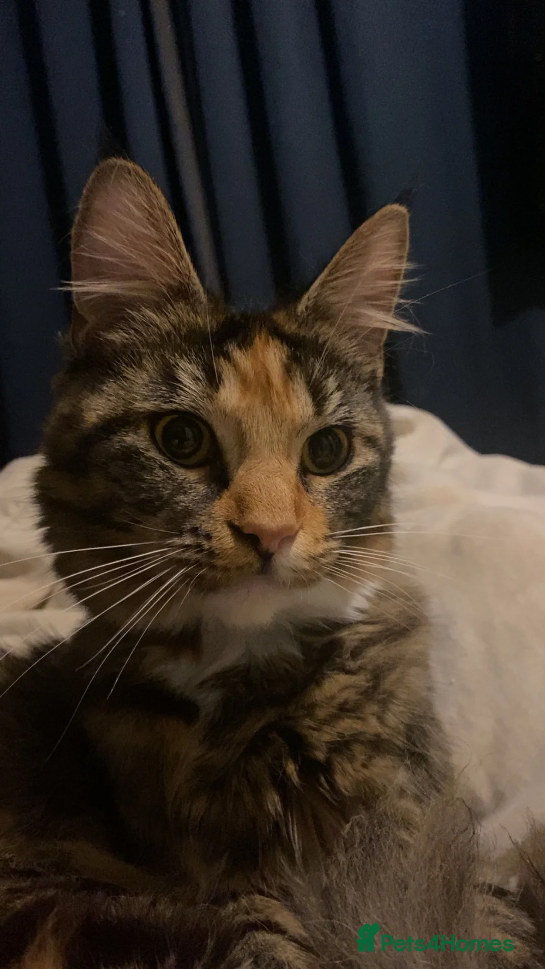 Maine Coon cats for sale: 11 month old maine coon - Advert 2