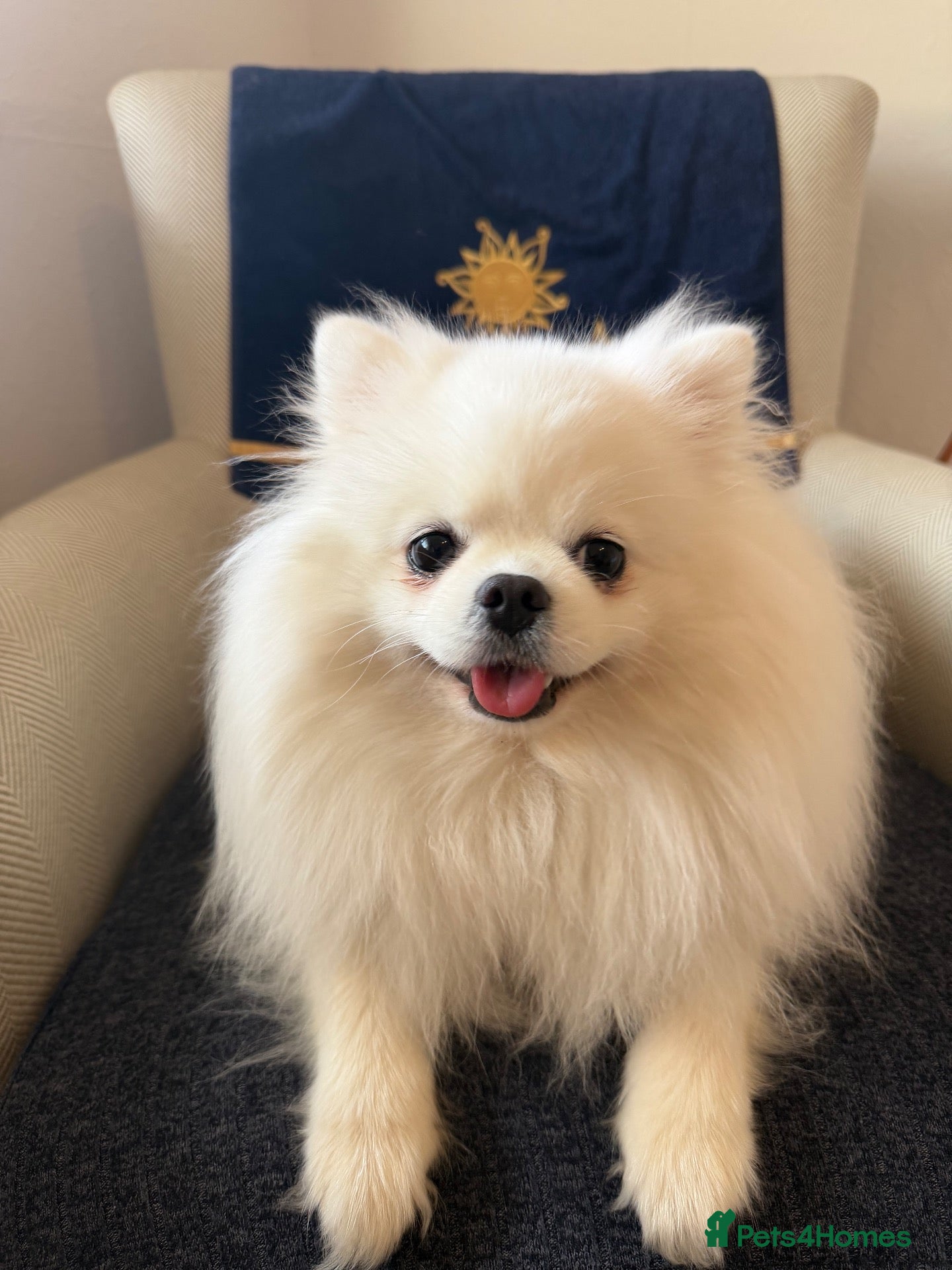 Pomeranian dogs Incredible Teddy Bear Pom Girl One in a Million  - Advert 1
