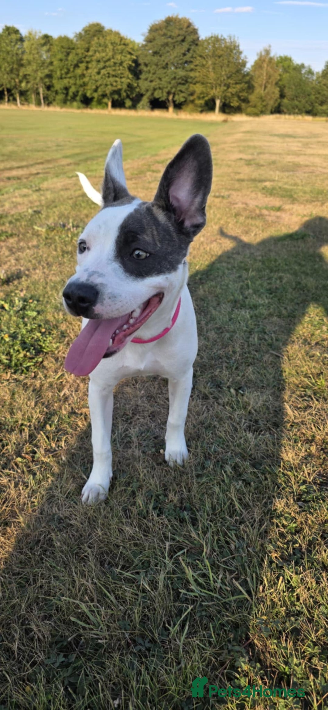 Staffordshire Bull Terrier dogs for sale: Luna, Staffordshire bull terrier  - Image 2