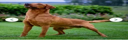 Labrador Retriever dogs for sale: Fox Red Labrador Puppies  - Advert 9