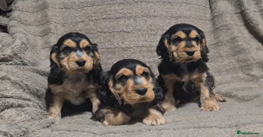 Cocker Spaniel dogs - Advert 13