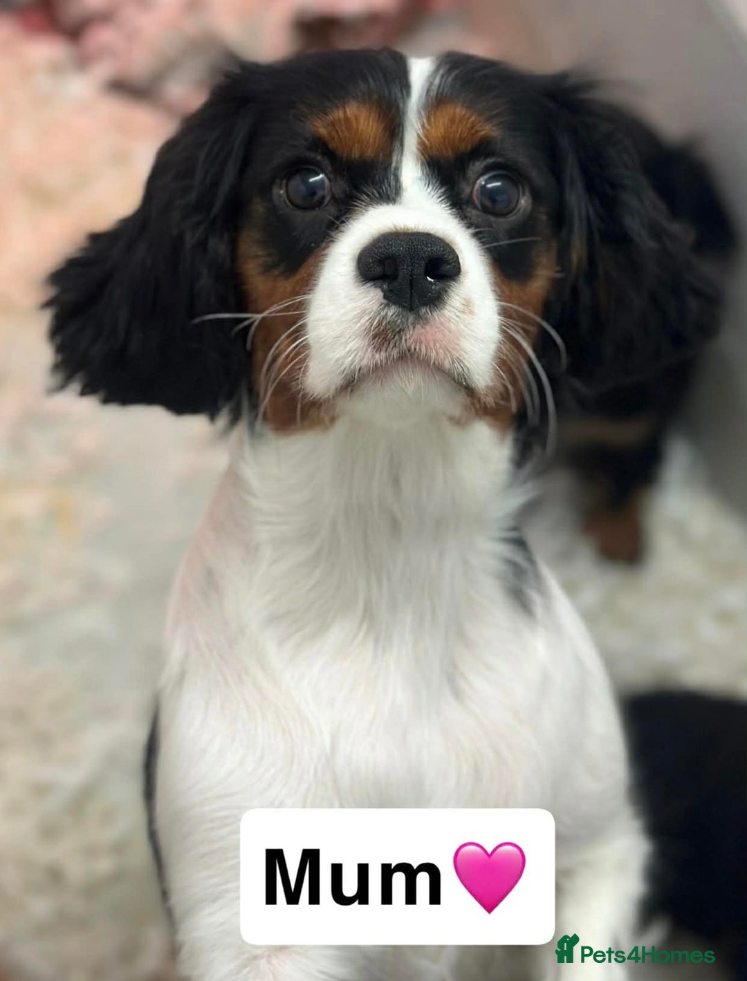 Cavalier King Charles Spaniel dogs for sale: Stunning KC registered Cavalier Pups - Advert 2