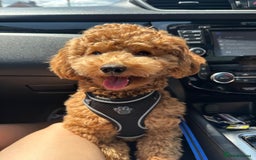 Maltipoo dogs for stud: Beautiful Maltipoo Stud Available - Image 2