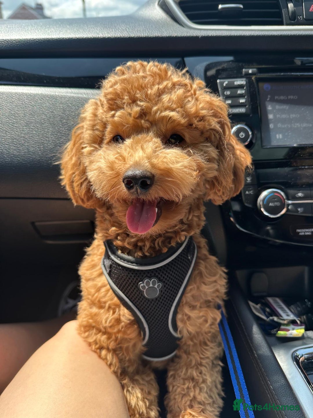 Maltipoo dogs for stud: Beautiful Maltipoo Stud Available - Image 2