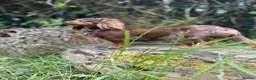 Miniature Dachshund dogs for stud: 👑 Lady Florence Seeks Rendezvous With Bachelor 👑 - Advert 6