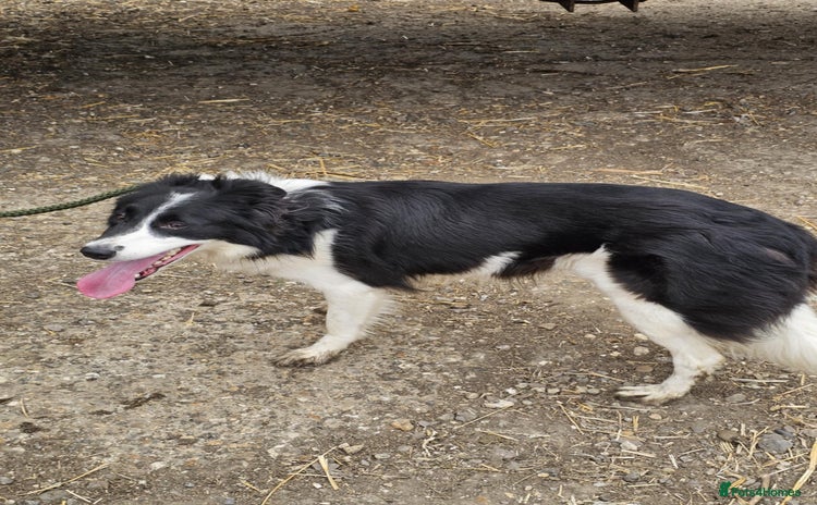 Border Collie dogs - Advert 3