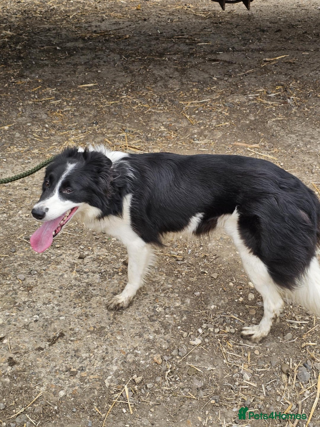 Border Collie dogs for sale: 16months Border collie bitch  - Image 1
