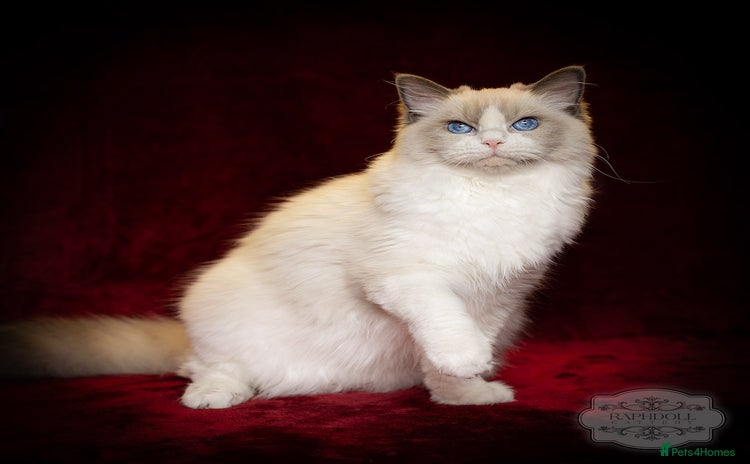 Ragdoll cats - Advert 13