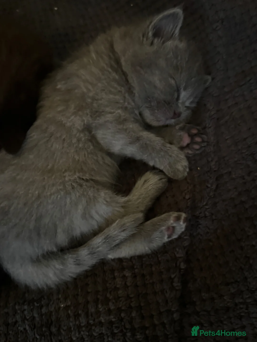 Ragdoll cats for sale: I have a beautiful litter of 5 kittens  - Advert 2