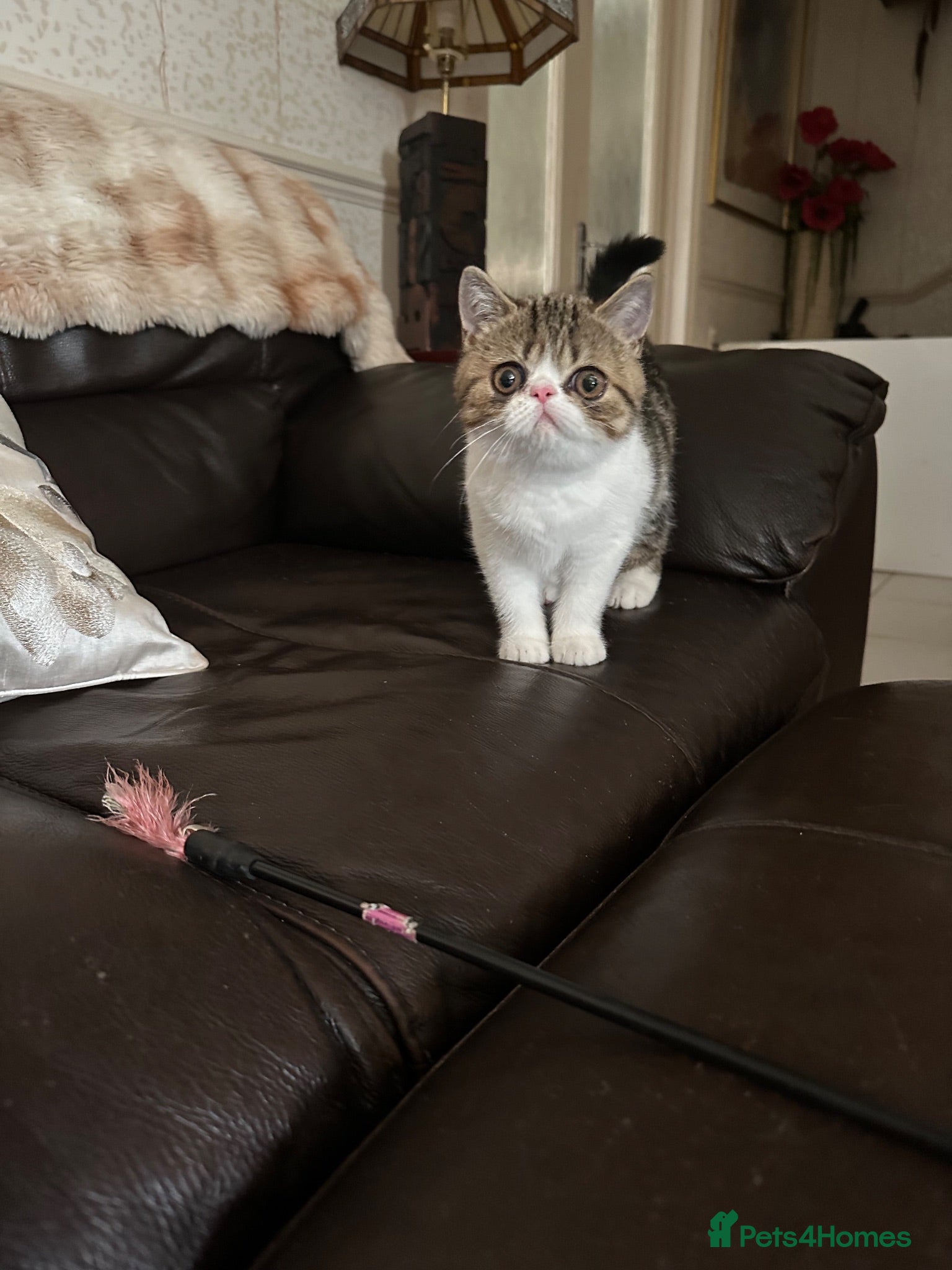 Exotic cats Hello my name is Betty - Advert 2