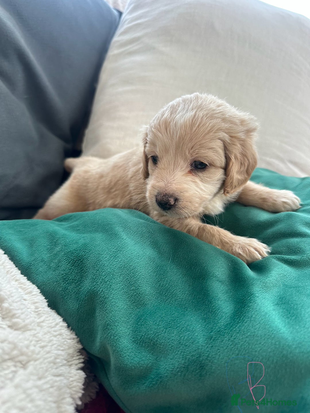 Mixed Breed dogs for sale: Cavapoo Beagle x Miniature Poodle  - Advert 24