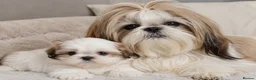 Shih Tzu dogs for sale: Gorgeous tiny imperial shih Tzu girl - Advert 2