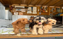 Cockapoo dogs for sale: F1 pra clear Cockapoos (council licensed breeder) - Image 11