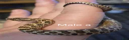 Snake reptiles for sale: Western hognoses babies - Advert 4
