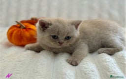 British Shorthair cats for sale: Champion sired Fawn British shorthair kittens - Image 6