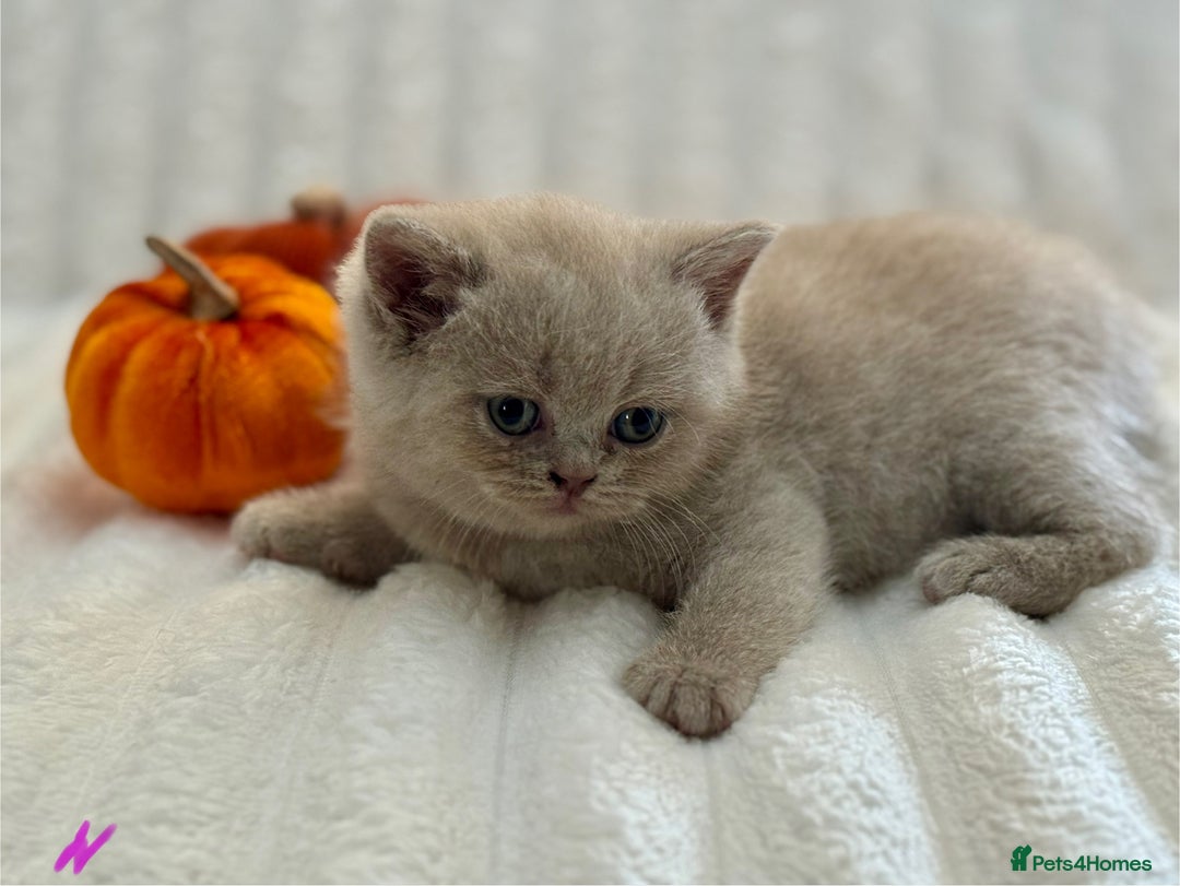 British Shorthair cats for sale: Champion sired Fawn British shorthair kittens - Image 6