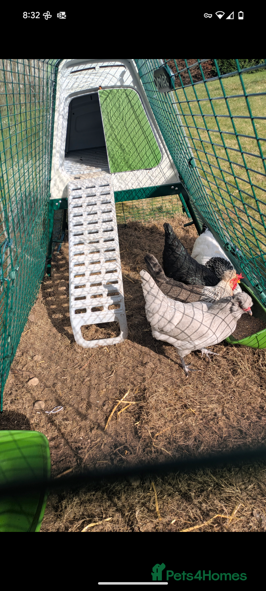 Chickens poultry for sale: 4 lovely chickens for sale  - Image 2